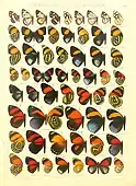 Butterflies from Adalbert Seitz's Macrolepidoptera of the World (1923)