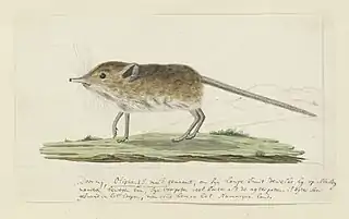 Round-eared elephant shrew, as described by Robert Jacob Gordon in 1779 or 1780.