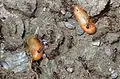 Pupa in ant nest