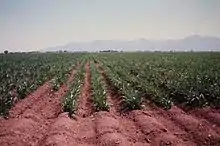 Sisal planted in the row