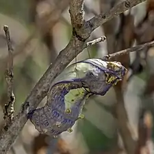 chrysalis, Isalo National Park, Madagascar