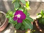 Purple Catharanthus roseus