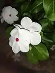 White Catharanthus roseus