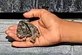 A swiftlet's nest from the cave.