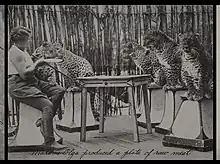 Woman in safari outfit with four adult leopards sitting on blocks