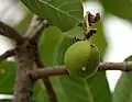 Fruit in Narsapur, Medak district, India