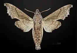 Male ventral MHNT