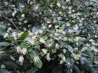 flowering Maerua racemulosa