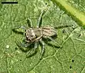 Second instar spiderling