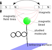 Molecule attached to a tethering surface and a magnetic bead. The bead is placed in a magnetic field gradient that exerts a force on the bead.