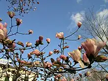 Magnolias bloom in early April on the grounds of the Loring–Greenough House