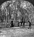 People enjoying croquet in an oak grove in Magnolia
