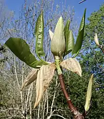 Magnolia fraseri flower bud and emerging leaves, Arnold Arboretum of Harvard University, accession #23-88*D