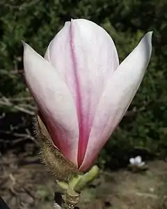 Flower tepals