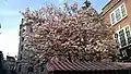 Magnolia tree at Piccadilly Market