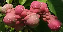 Maturing fruit
