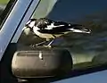 A magpie-lark attacking a car mirror.
