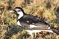 A male magpie-lark showing dorsal feather colouring.
