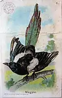 1908, Magpie, by John Henry Hintermeister. Published by Church and Dwight.