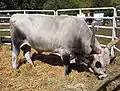 Hungarian Grey cattle