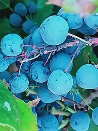 Close-up of berries in Simferopol, Crimea