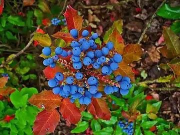 Berries and red foliage in Karlsruhe, Germany