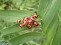 Berries ripening