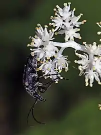 M. r. subsp. amplexicaule, Olympic National Park