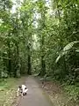 The main path through La Selva