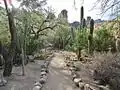 The Cactus Garden