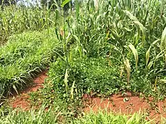 Maize push-pull farm showing intercrop Desmodium and trap crop at ICIPE,  Mbita Point, Kenya
