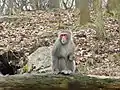 Japanese macaque