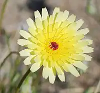 Desert dandelion (Malacothrix glabrata), Anza-Borrego Desert State Park