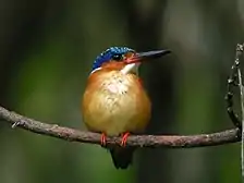 A small bird with a long beak, yellow chest, and dark wings and head sits perched on a branch.