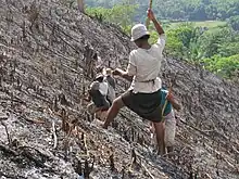 Several people (with a woman in the foreground) planting rice on a hillside that has been charred by fire.