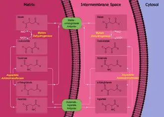 "Diagram Illustrating the Malate-Aspartate Shuttle Pathway". (Glutamate aspartate transporter labeled at bottom center.)