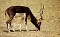 Blackbuck Antelope male
