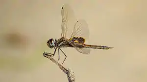 Female viewed from the side