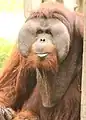 Male Hybrid orangutan "Rudi" at the zoo