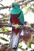 Male standing on a branch