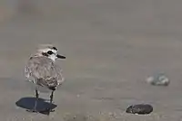 The Western snowy plover populations are closely monitored by researchers