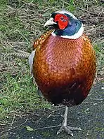 A common pheasant (Phasianus colchicus) with bright red facial wattles