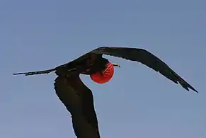 Male in flight, Galápagos Islands