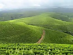 Mambilla Plateau of Taraba State