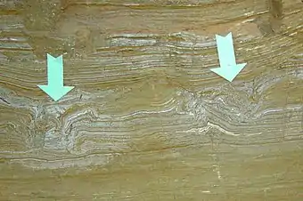 Cross-section of Pleistocene mammoth footprints at The Mammoth Site, Hot Springs, South Dakota.