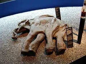Baby mammoth Dima
