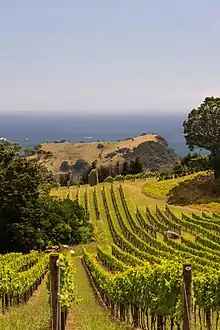 Photograph of a vineyard overlooking a body of water