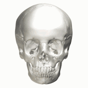 Position of mandibular notch in skull, shown in red.