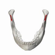 Position of mandibular notch in mandible, shown in red.