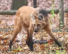 Maned wolf in Beardsley Zoo